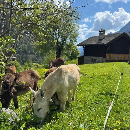 Il Pruno Del Rosa Chalet Macugnaga
