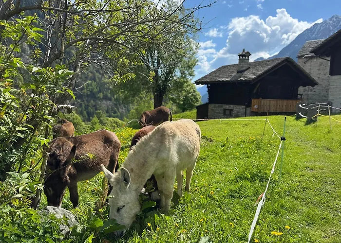 Il Pruno Del Rosa Chalet Macugnaga